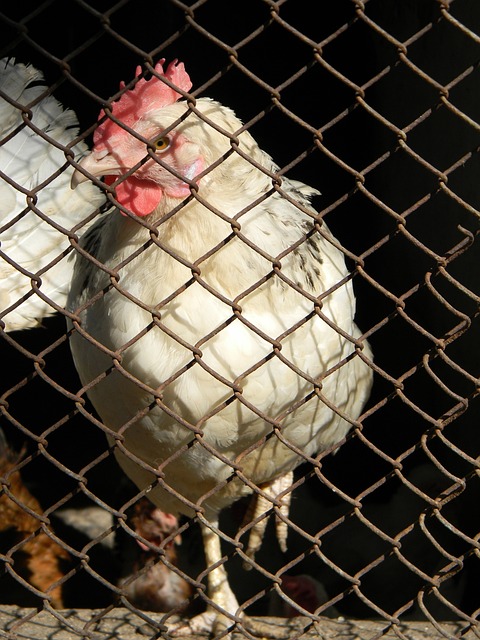 冠军竞争力 冠军竞争力